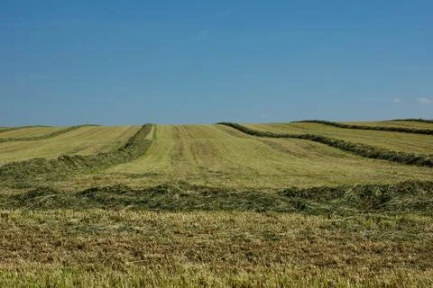 Mowed meadow Stock Photos