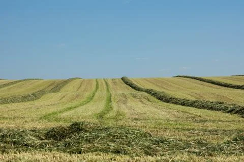 Mowed meadow Foto stock