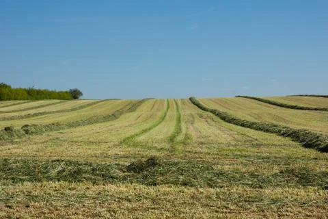 Mowed meadow Stock Photos