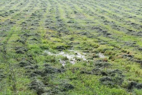 Mowed mechanically the grass in the clearing, parallel tracks run in rows. pu Photos