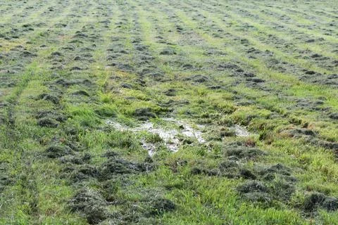 Mowed mechanically the grass in the clearing, parallel tracks run in rows.... Stockfoto's