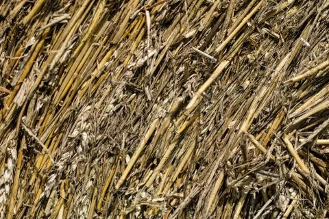 Mowed straw on an empty field. Round sheaves of straw on the stubble. Stock Photos