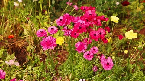 The mowement multi-colored anemones Stock Footage 98086329
