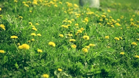 Mower clipped yellow dandelions Stock Footage 77080780