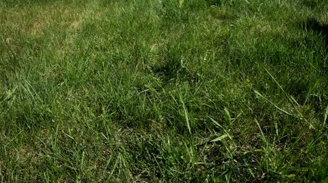 Mower 스톡 동영상 3180479