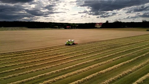 Mower harvests a field of grain - close drone overflight of the machine 動画素材 247398840