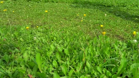 Mower mowing grass Stock Footage 115329387