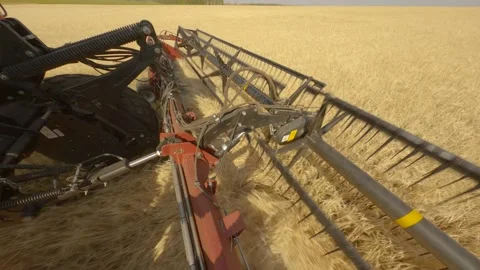 Mower mows grain in field Stock Footage 212447669