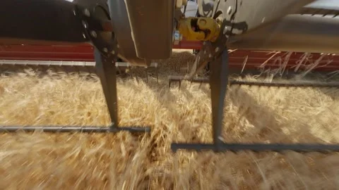 Mower mows grain in field Stock Footage 212447808