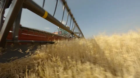 Mower mows grain in field Stock Footage 212447882