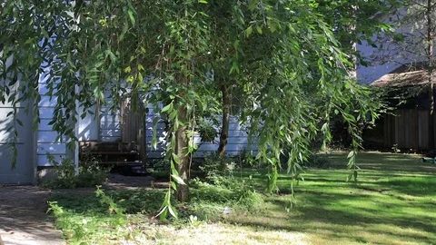 Mowing back of front yard Stock Footage 81045383