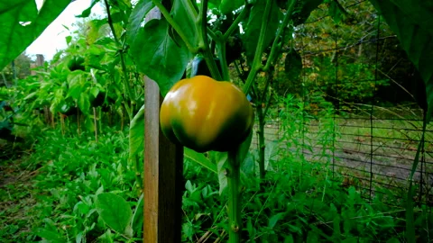 Mowing closer toward maturing yellow bell pepper growing next to red peppers Video stock 331834210