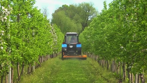 Mowing grass in the aisles of the garden using a tractor and a machine Video stock 154694416