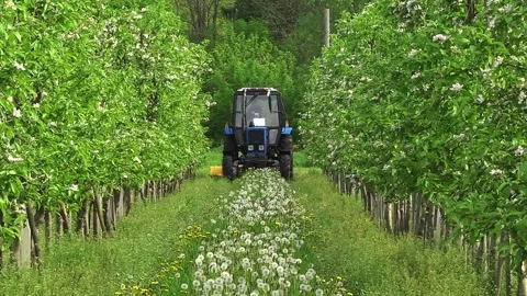 Mowing grass in the aisles of the garden using a tractor and a machine Video stock 154694420