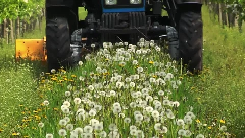 Mowing grass in the aisles of the garden using a tractor and a machine Stock Footage 154694428
