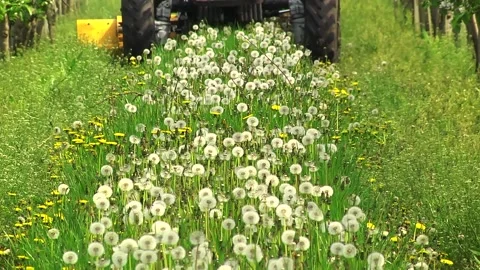Mowing grass in the aisles of the garden using a tractor and a machine Video stock 154694456