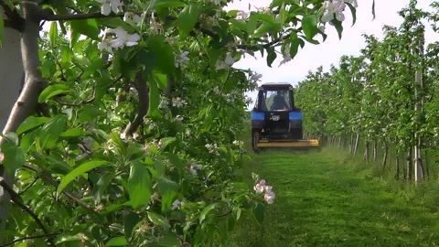 Mowing grass in the aisles of the garden using a tractor and a machine Video stock 154694458