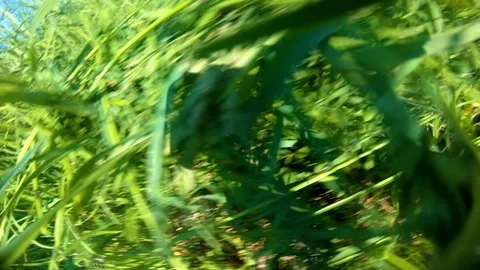 Mowing grass with a braid.Hand tools.Animal feed. Stock Footage 111317933