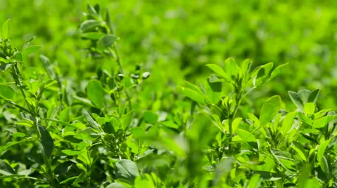 The mowing of grass Stock Footage 63357047