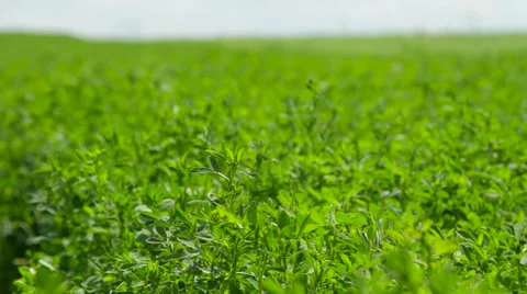 The mowing of grass Stock Footage 63357469