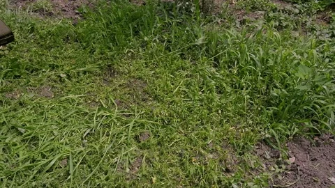 Mowing grass Stock Footage 201793110