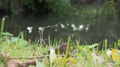 Mowing Grass with a Glittering River Bokeh Stock Footage