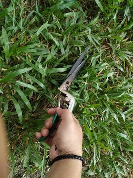 Mowing the grass Stock Photos