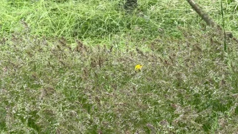 Mowing grass with a string trimmer, Weed whacking. 動画素材 337434950