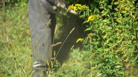 Mowing green grass using a fishing line trimmer Stock Footage 290064698
