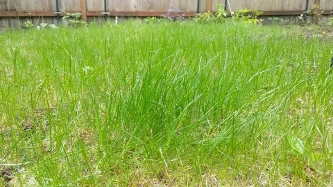 Mowing the lawn 1 Stock Footage 106787049