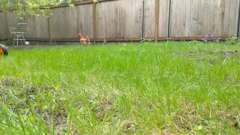 Mowing the lawn 4 Stock Footage 106787061