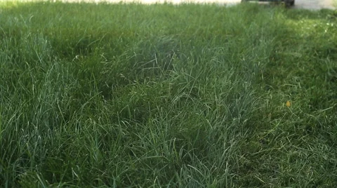 Mowing the lawn Stock-Footage 42179738