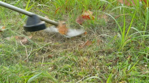 Mowing the lawn Stock Footage 54390215