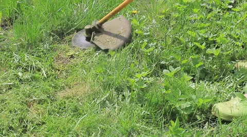 Mowing the lawn trimmer electric Video stock 24242441