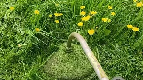 Mowing lush thick grass with an electric mower Stock Footage 154524148