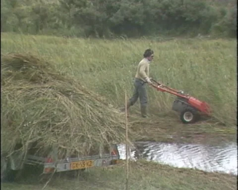 Mowing reed in dune slacks by hand in late-summer Stock Footage 168075089
