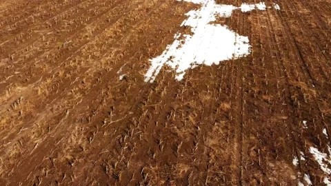 Mown corn field with remnants of snow cover on a spring sunny day. Aerial vie Stock Footage 149980482