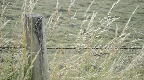 Mown field 動画素材 13530796