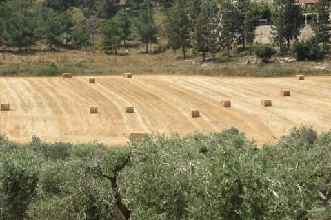 Mown field Stock Photos