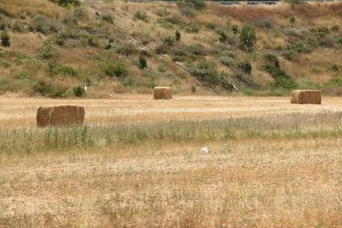 Mown field Photos