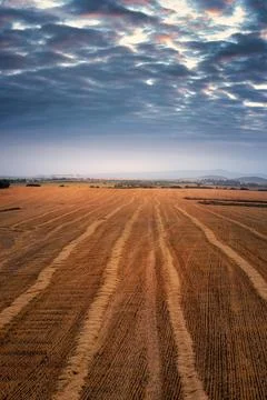 Mown grain field with nice clouds in the background Stock Photos