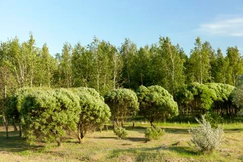 Mown grass and trees Stock Photos