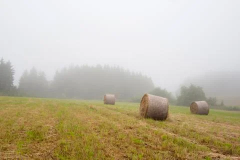 Mown grass Foto stock