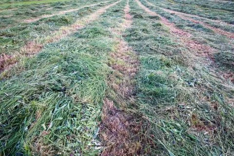 Mown grass Stock Photos