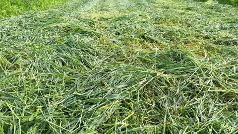 Mown green grass Stock Footage 245472612