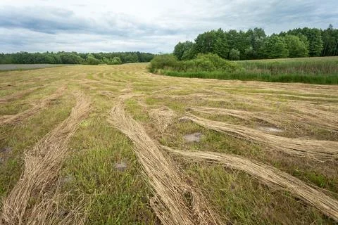 A mown meadow bordered by a forest under a cloudy sky Stock Photos