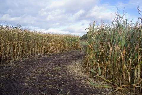 Mown path through maize field Stock Photos