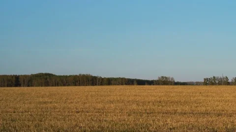 Mown wheat field under a blue sky 库存影片 79733981