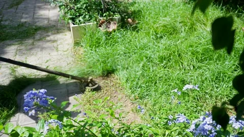 Mows The Grass With A Handheld Lawn Mower. The Gardener Is Cutting The Lawn. Vídeo Stock 251302833