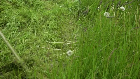 Mows grass with a trimmer. Slow motion Stock Footage 132021494